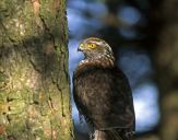 Krogulec ( Accipiter nisus ) - Sparrowhawk