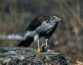 Krogulec ( Accipiter nisus ) - Sparrowhawk