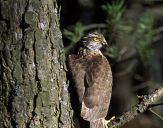 Krogulec ( Accipiter nisus ) - Sparrowhawk