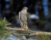 Krogulec ( Accipiter nisus ) - Sparrowhawk