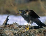 Krogulec ( Accipiter nisus ) - Sparrowhawk