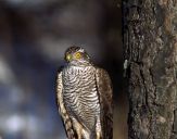 Krogulec ( Accipiter nisus ) - Sparrowhawk