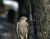 Krogulec ( Accipiter nisus ) - Sparrowhawk