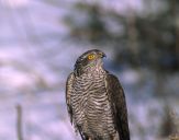 Krogulec ( Accipiter nisus ) - Sparrowhawk