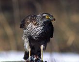 Krogulec ( Accipiter nisus ) - Sparrowhawk