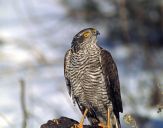 Krogulec ( Accipiter nisus ) - Sparrowhawk