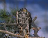 Krogulec ( Accipiter nisus ) - Sparrowhawk