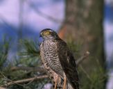 Krogulec ( Accipiter nisus ) - Sparrowhawk