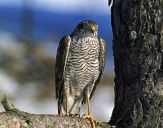 Krogulec ( Accipiter nisus ) - Sparrowhawk