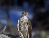 Krogulec ( Accipiter nisus ) - Sparrowhawk