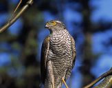 Krogulec ( Accipiter nisus ) - Sparrowhawk