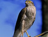 Krogulec ( Accipiter nisus ) - Sparrowhawk