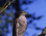 Krogulec ( Accipiter nisus ) - Sparrowhawk