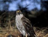 Krogulec ( Accipiter nisus ) - Sparrowhawk