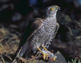 Krogulec ( Accipiter nisus ) - Sparrowhawk