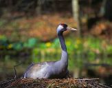 Żuraw (Grus grus) - Crane