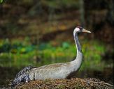 Żuraw (Grus grus) - Crane