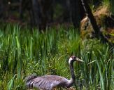 Żuraw (Grus grus) - Crane