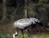 Żuraw (Grus grus) - Crane