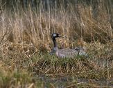 Żuraw (Grus grus) - Crane