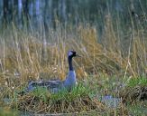 Żuraw (Grus grus) - Crane