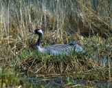 Żuraw (Grus grus) - Crane