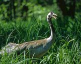 Żuraw (Grus grus) - Crane