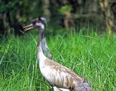 Żuraw (Grus grus) - Crane