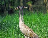 Żuraw (Grus grus) - Crane