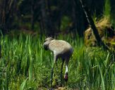 Żuraw (Grus grus) - Crane