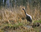 Żuraw (Grus grus) - Crane