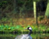 Żuraw (Grus grus) - Crane