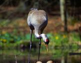 Żuraw (Grus grus) - Crane