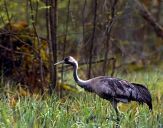 Żuraw (Grus grus) - Crane