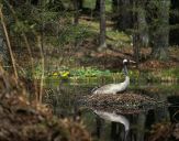 Żuraw (Grus grus) - Crane