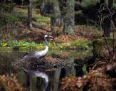 Żuraw (Grus grus) - Crane