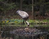 Żuraw (Grus grus) - Crane