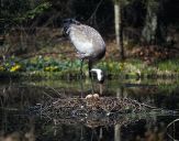 Żuraw (Grus grus) - Crane