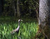 Żuraw (Grus grus) - Crane