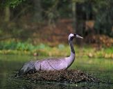 Żuraw (Grus grus) - Crane