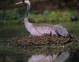 Żuraw (Grus grus) - Crane