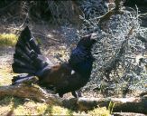 Głuszec (Tetrao urogallus) - Capercaillie