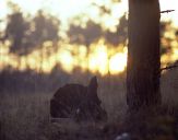 Głuszec (Tetrao urogallus) - Capercaillie