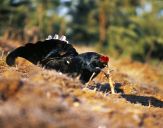 Cietrzew ( Lyrurus tetrix ) - Black grouse