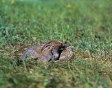 Przepiórka (Coturnix coturnix) - Quail