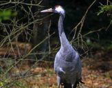 Żuraw (Grus grus) - Crane