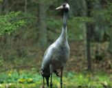 Żuraw (Grus grus) - Crane