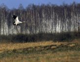 Żuraw (Grus grus) - Crane