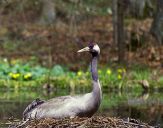 Żuraw (Grus grus) - Crane