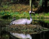 Żuraw (Grus grus) - Crane